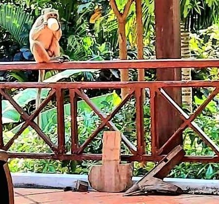 Apartamento Jungle House Kep Exterior foto